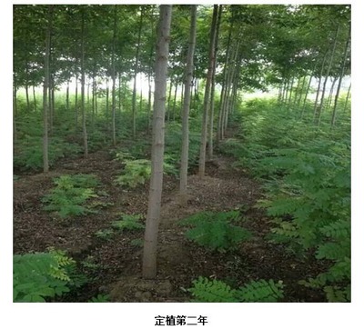 適宜貴州省黔東南地區(qū)栽種的經濟林木有哪些