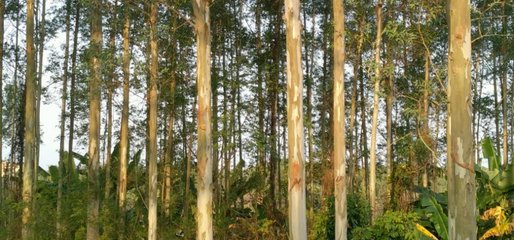 這種林木的生長迅速、能快速產生效益,但想種植卻不易申請