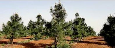 林木種質資源發(fā)掘 創(chuàng)制與利用 策略與方法 第三期 上 姜景民