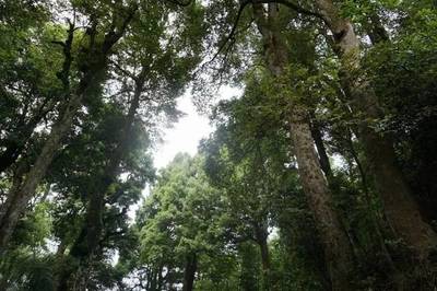 尋烏:第二次林木種質資源外業(yè)調查工作完成,成果豐碩.