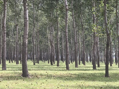 林地、林木、苗木、果樹技術鑒定與損害評估全解析
