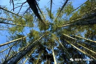 新西蘭經(jīng)濟(jì)林木輻射松及其花卉資源