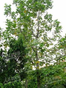 太空育種新篇章 三峽鵝掌楸搭乘神七開(kāi)啟珍稀林木保護(hù)新征程