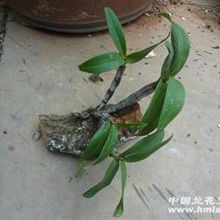 奇根共舞，古木相依 品鑒粗壯精品野生翅梗石斛的盆景藝術(shù)