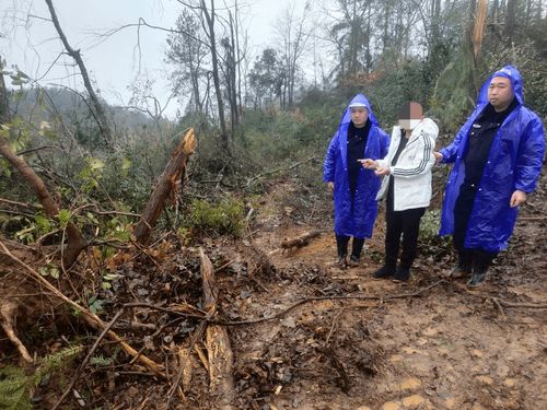 守護(hù)綠水青山！施秉縣成功破獲一起重特大濫伐林木案